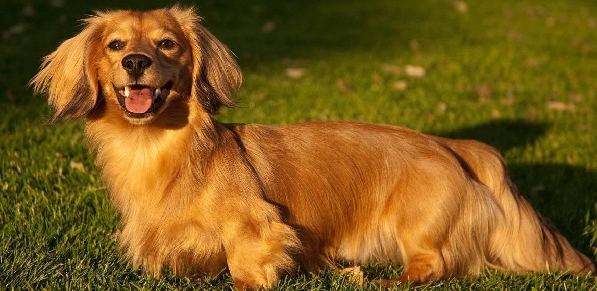 Golden Dox Breed