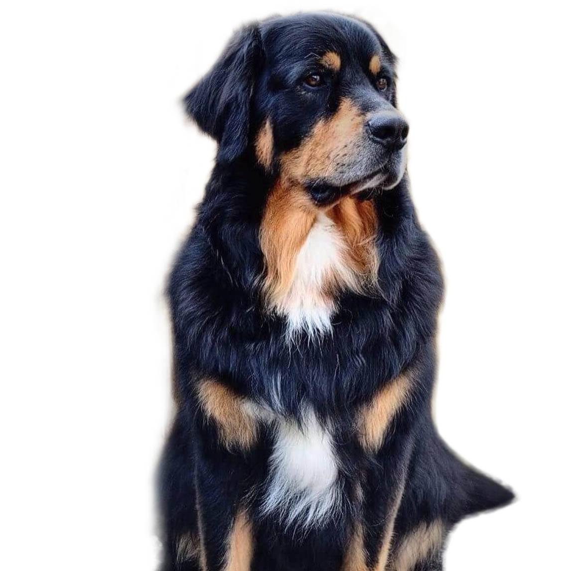 Golden Mountain Dog Breed