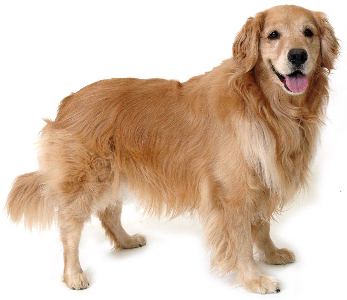 Golden Retriever Breed