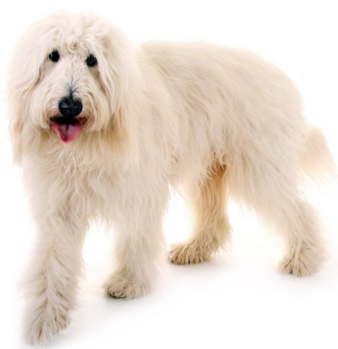 Goldendoodle Breed