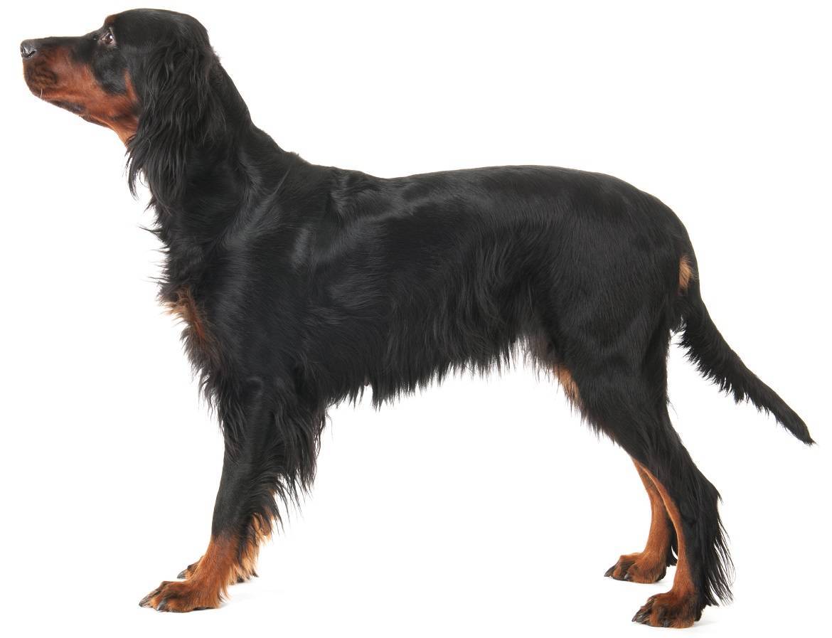 Gordon Setter Breed