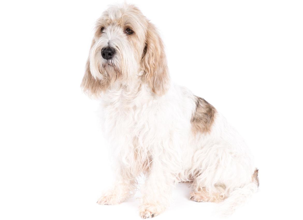 Grand Basset Griffon Vendeen Breed