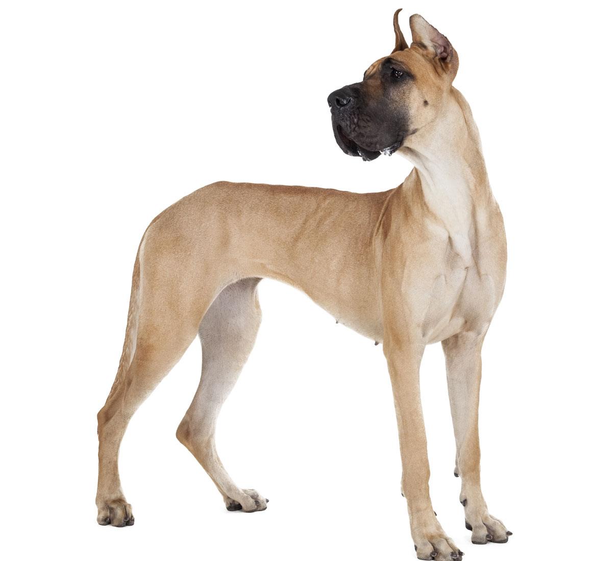 Great Dane Breed