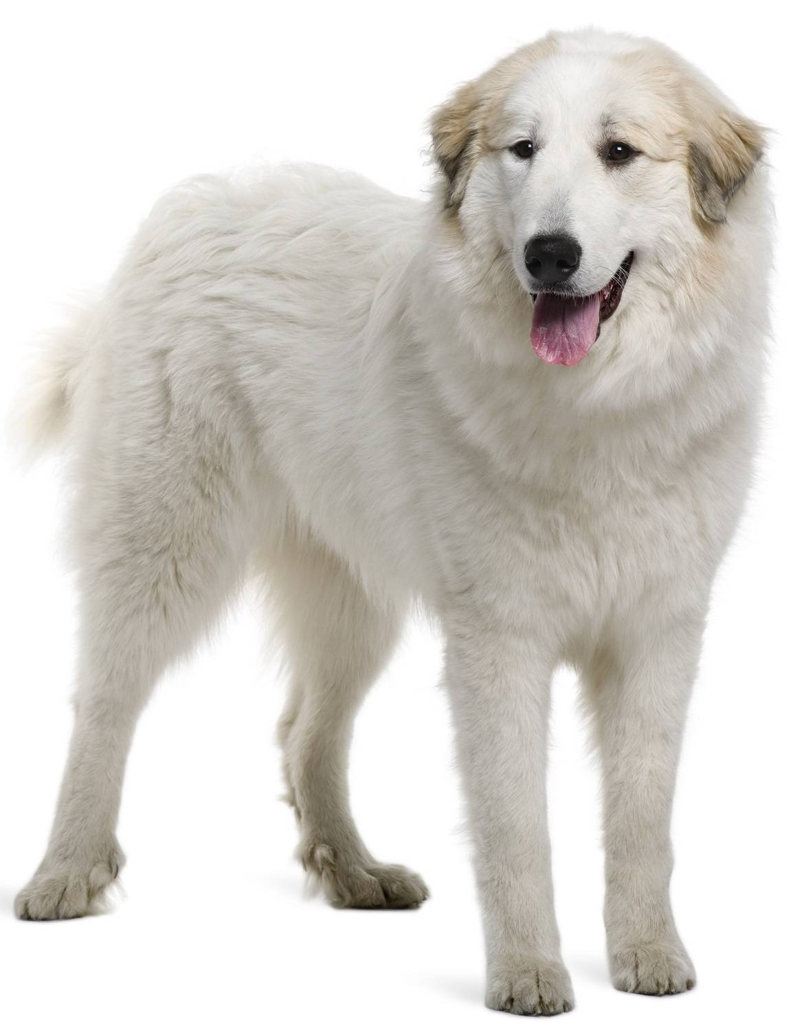 Great Pyrenees Breed