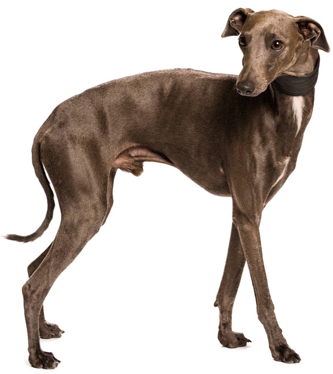 Greyhound Breed