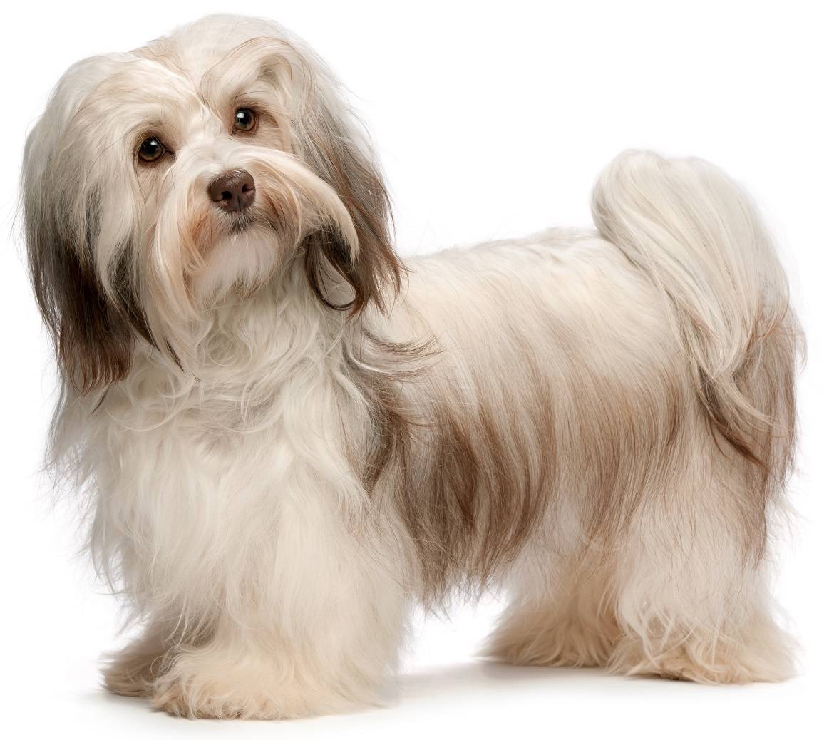 Havanese Breed