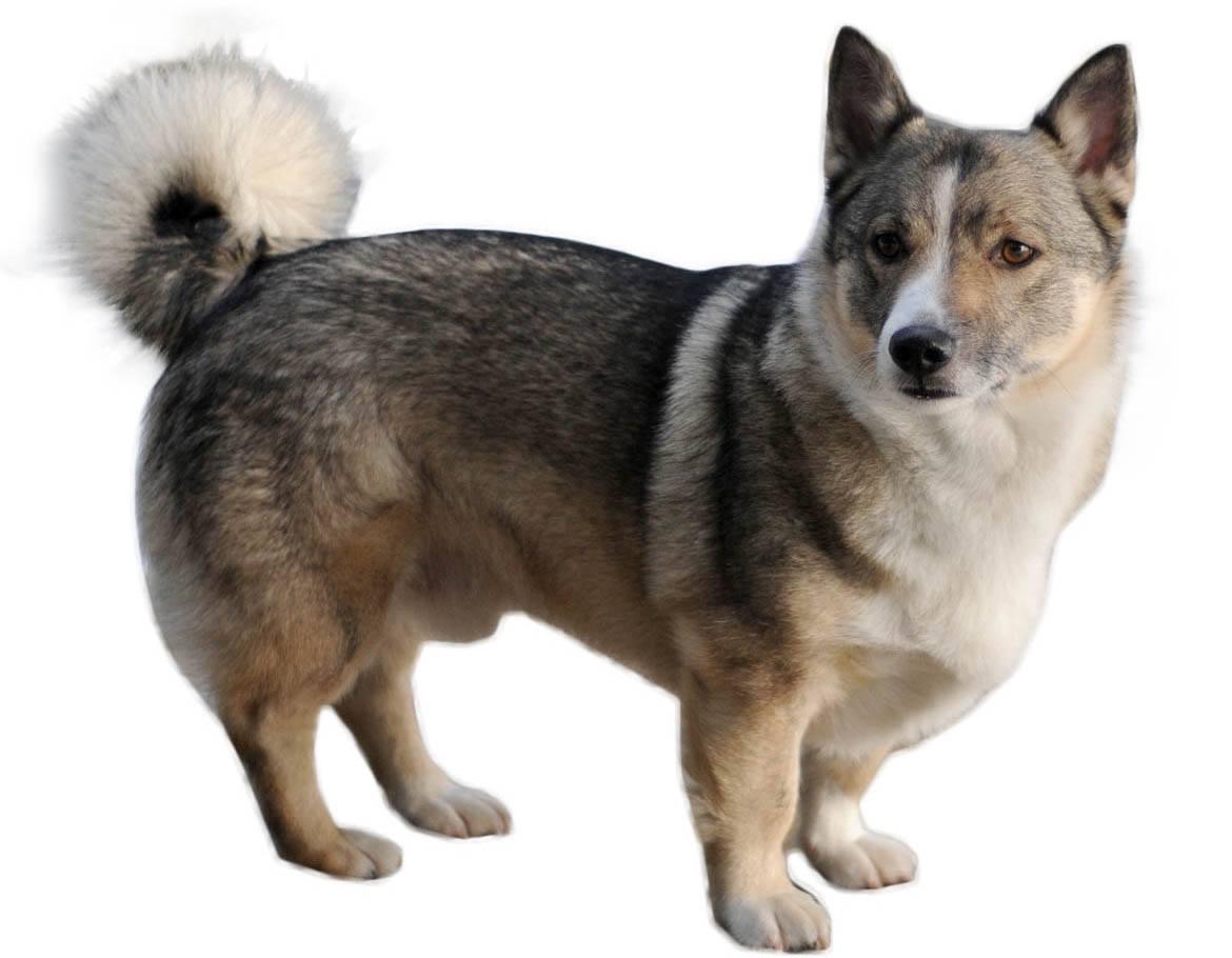 Corgi Husky Mix Breed