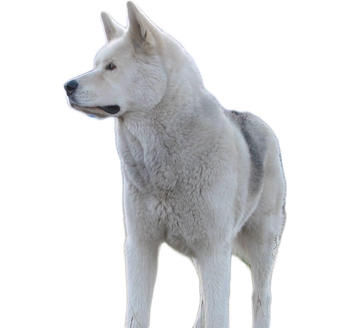 Huskita Breed