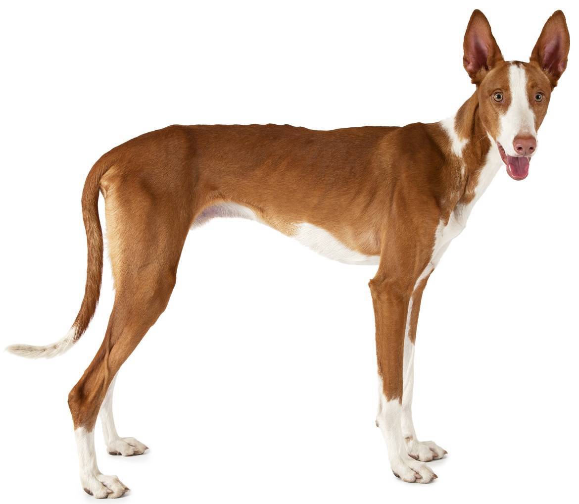 Ibizan Hound Breed