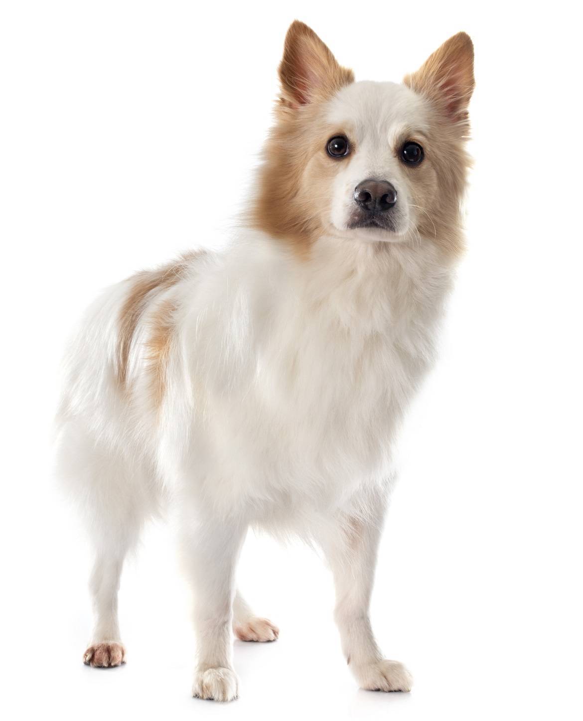 Icelandic Sheepdog Breed