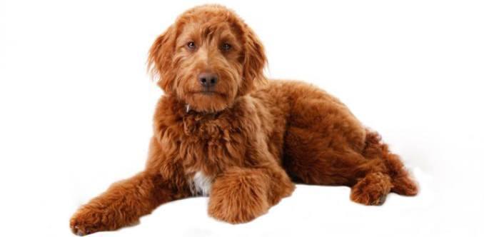 Irish Doodle Breed