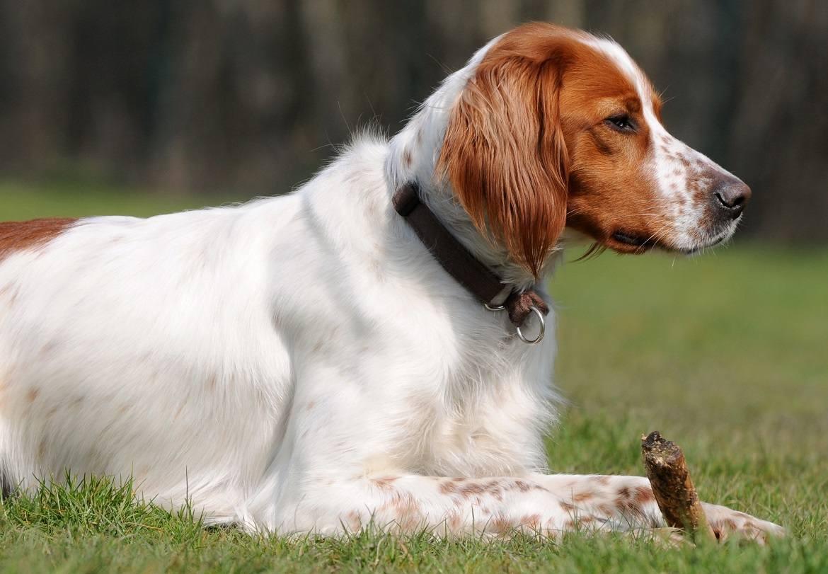 Irish Red and White Setter Breed