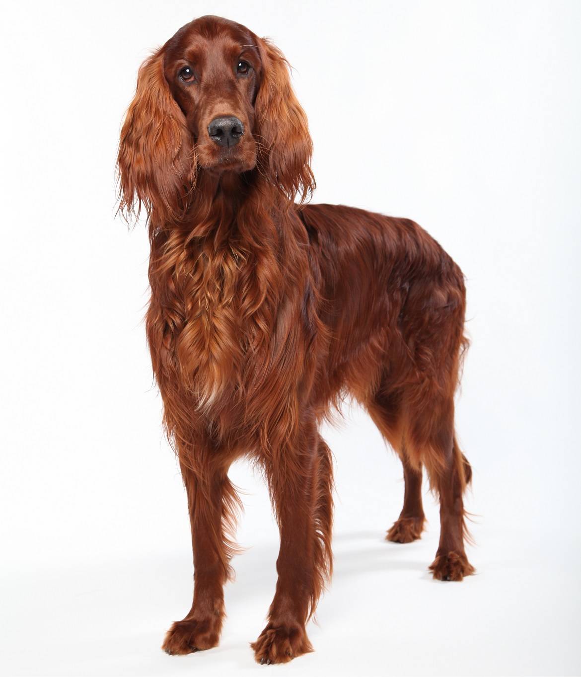 Irish Setter Breed