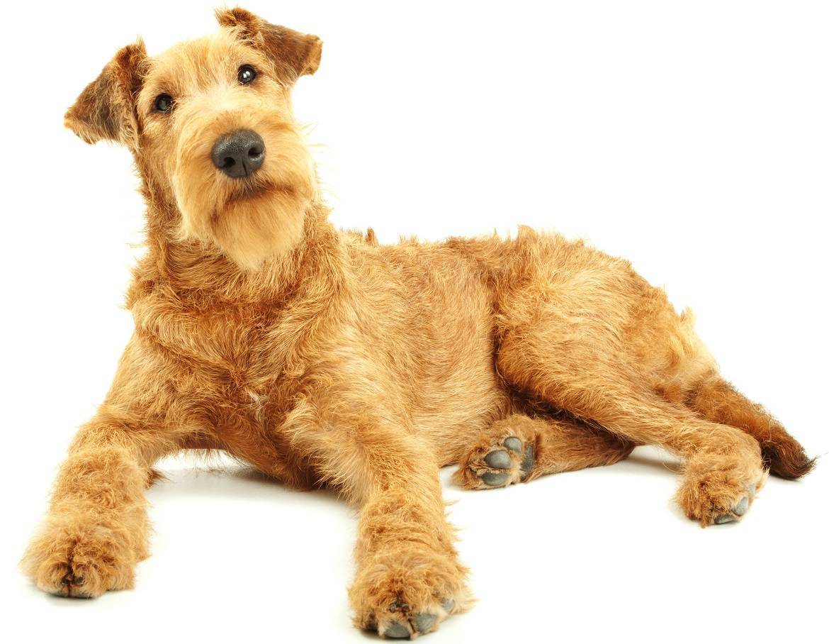Irish Terrier Breed