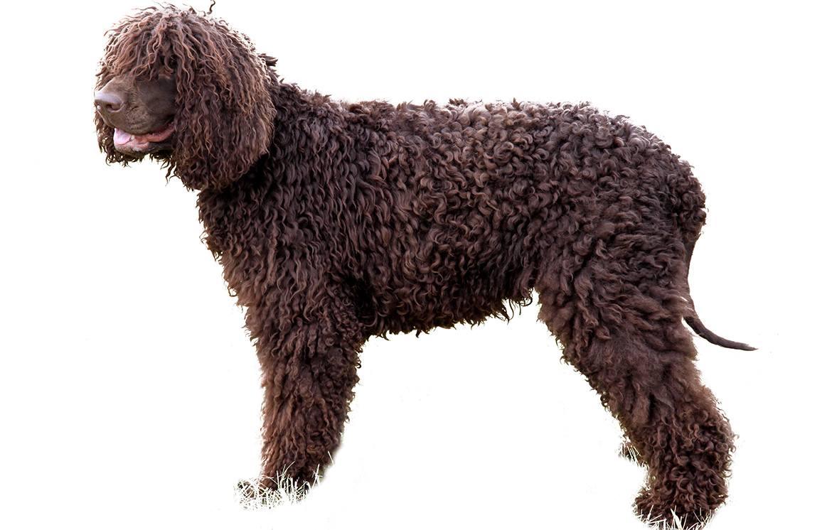 Irish Water Spaniel Breed