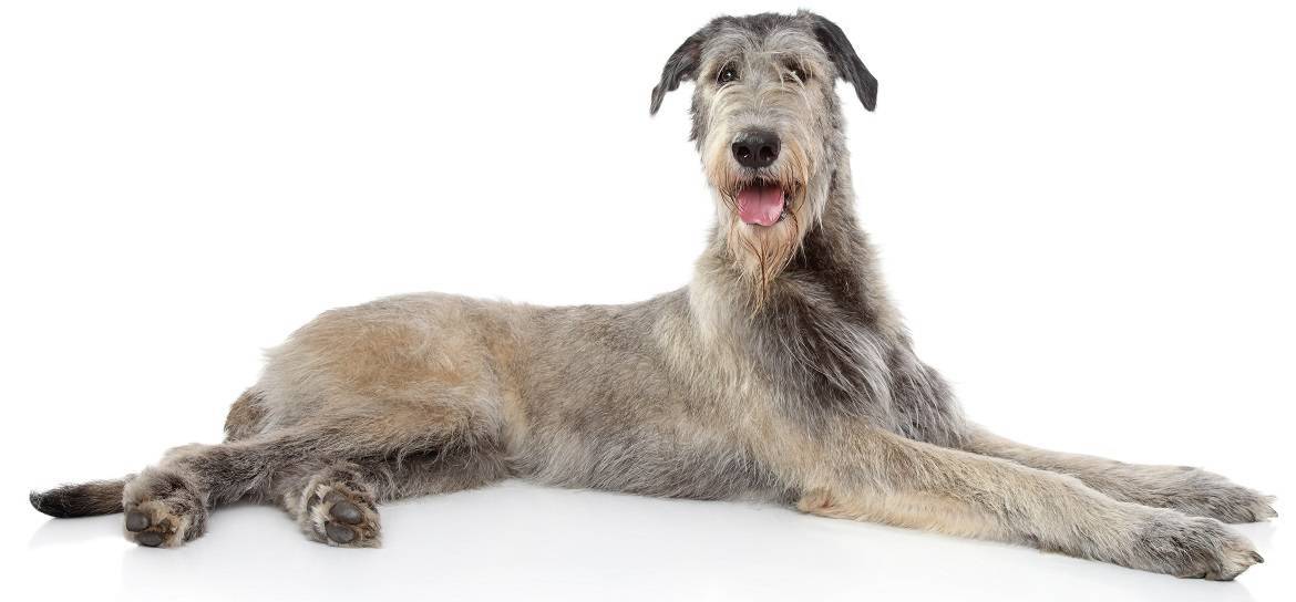 Irish Wolfhound Breed