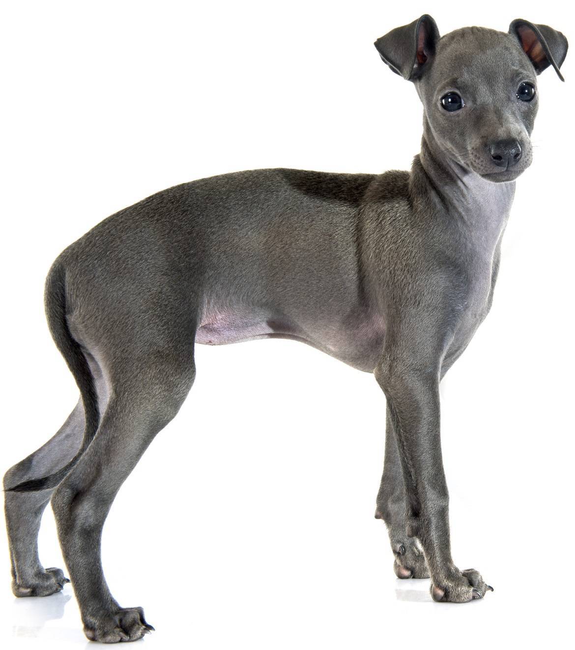 Italian Greyhound - Dog Breed Guide