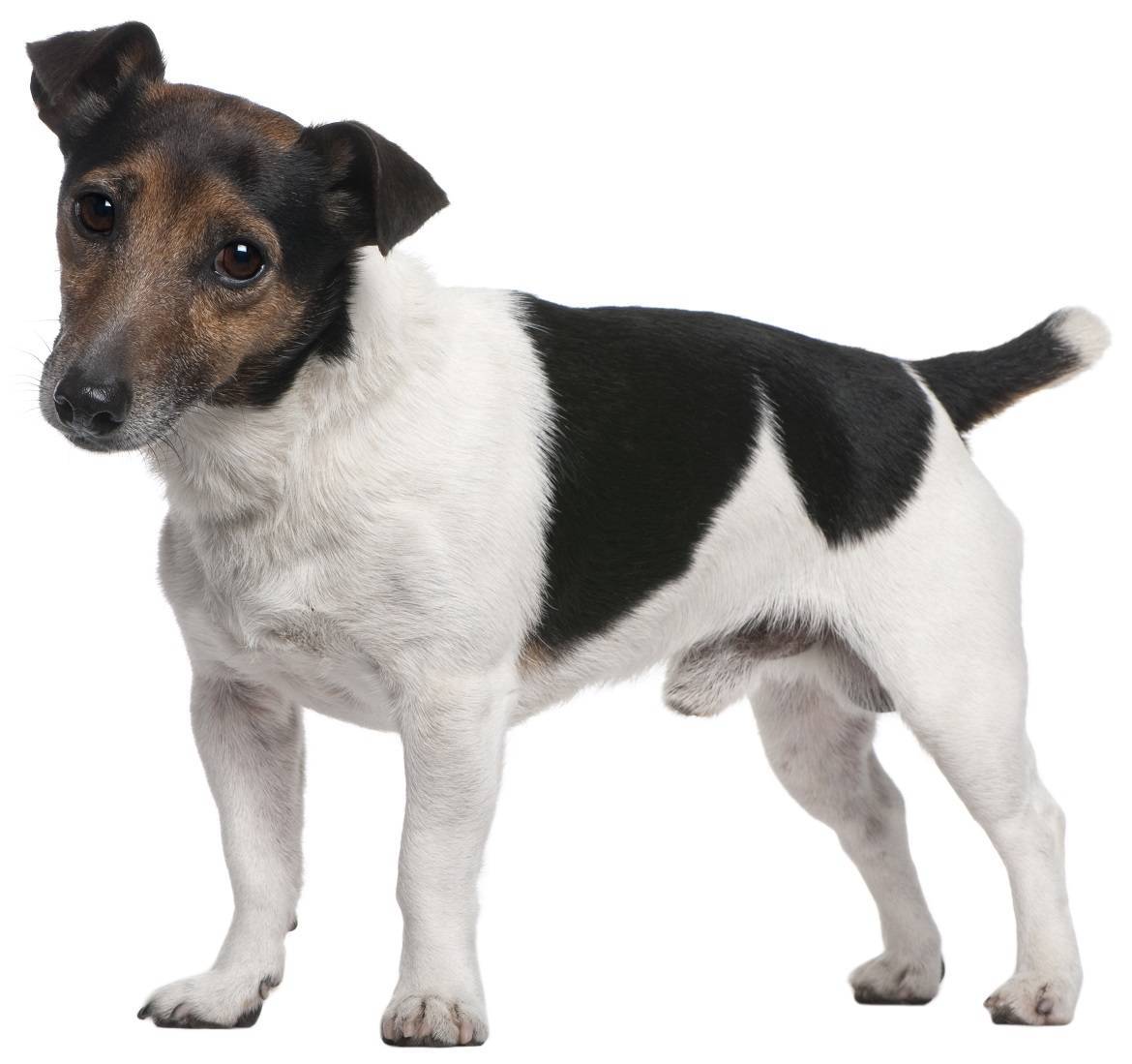 Jack Russell Terrier Breed