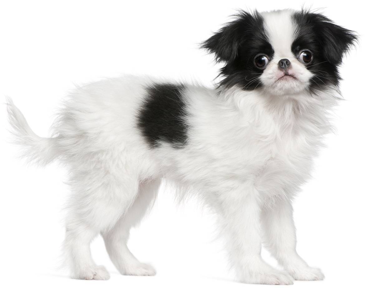 Japanese Chin Breed