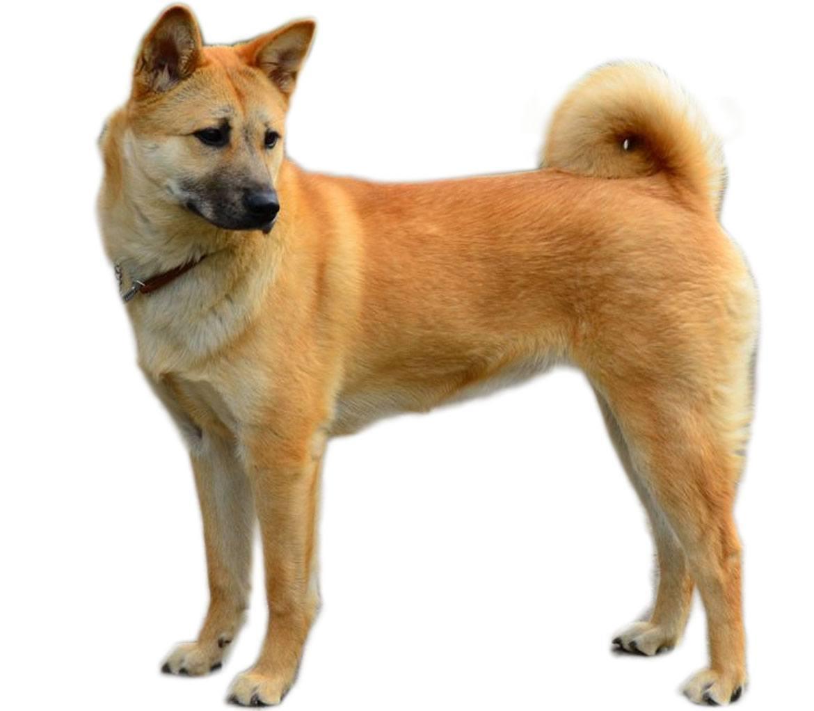 Jindo Breed