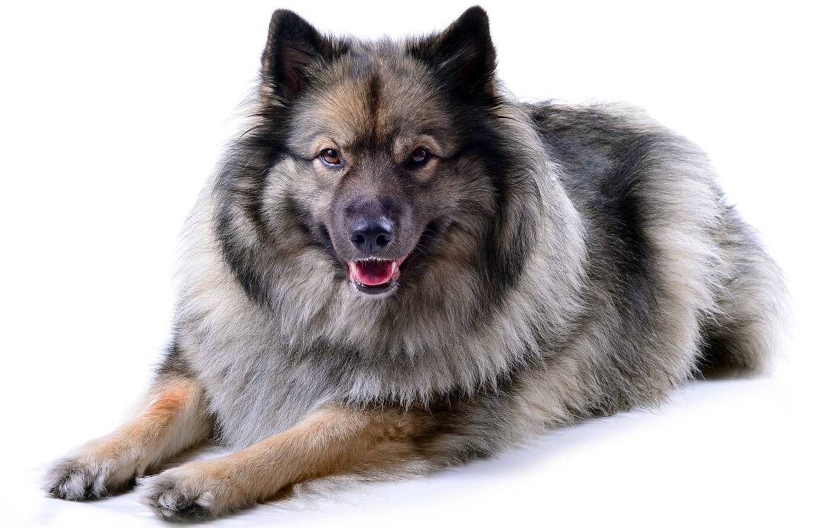 Keeshond Breed