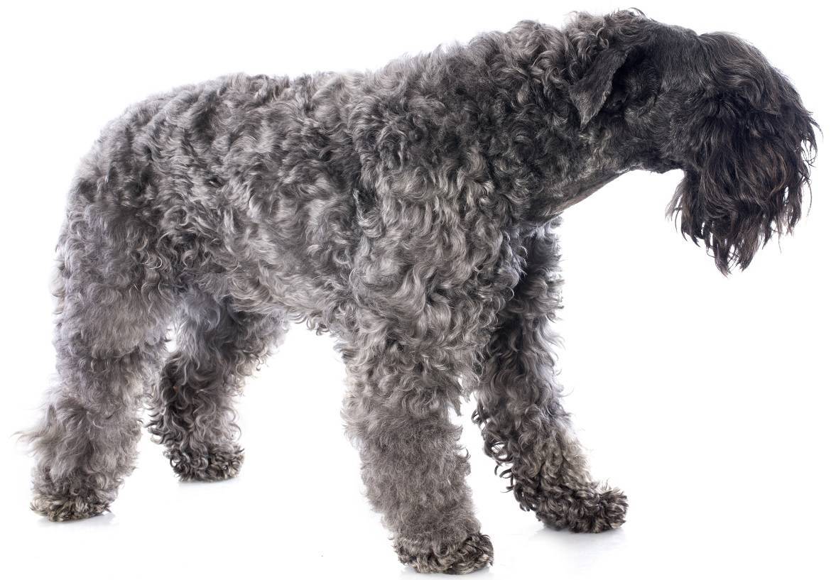 Kerry Blue Terrier Breed