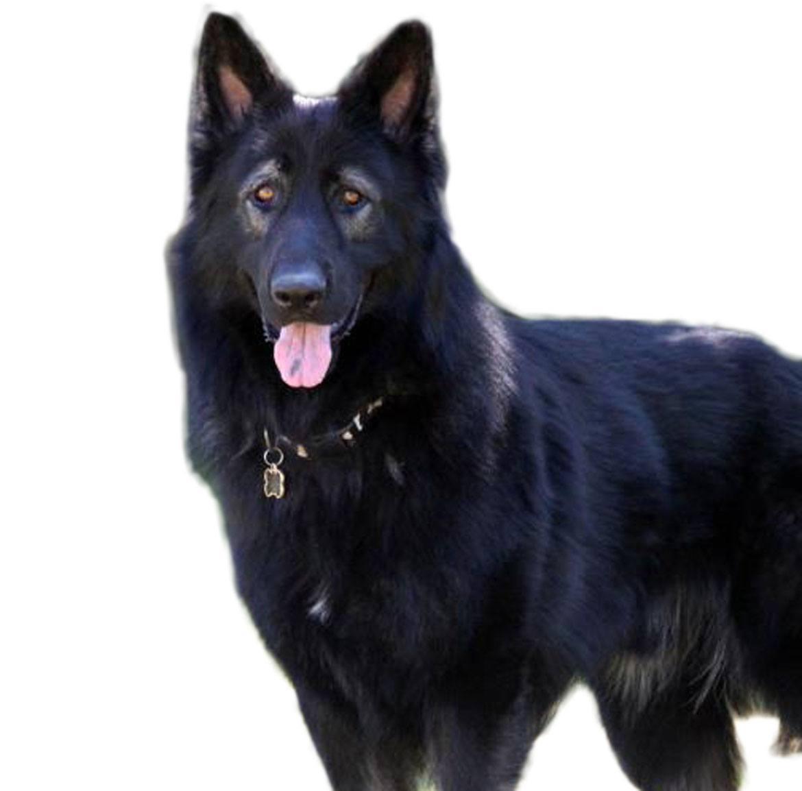 King Shepherd Breed