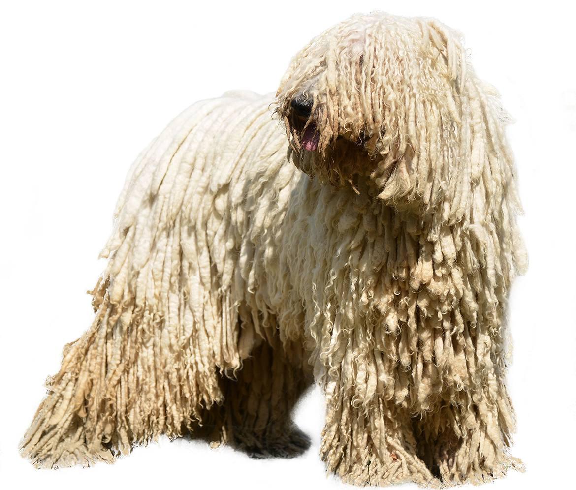 Komondor Breed