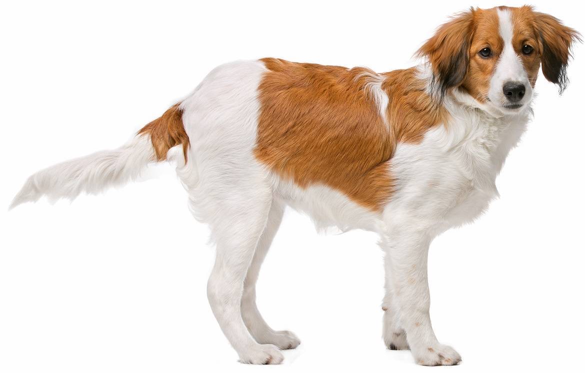 Kooikerhondje Breed