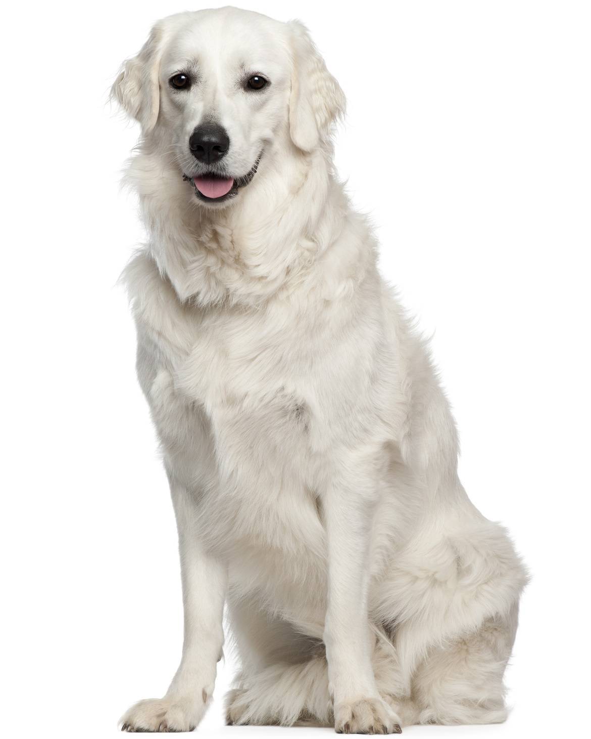 Kuvasz Breed