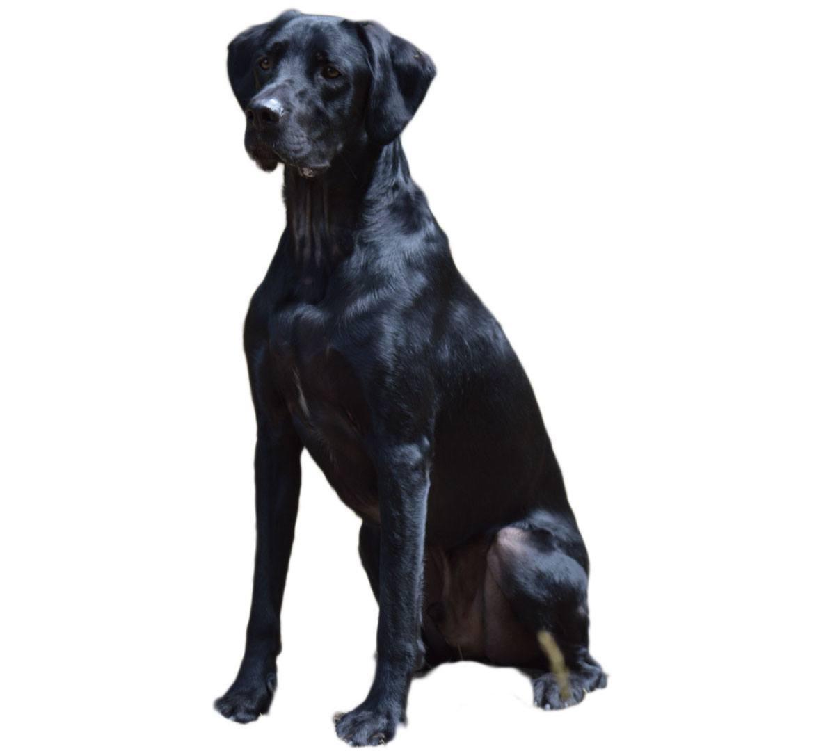 Lab Pointer Mix Breed