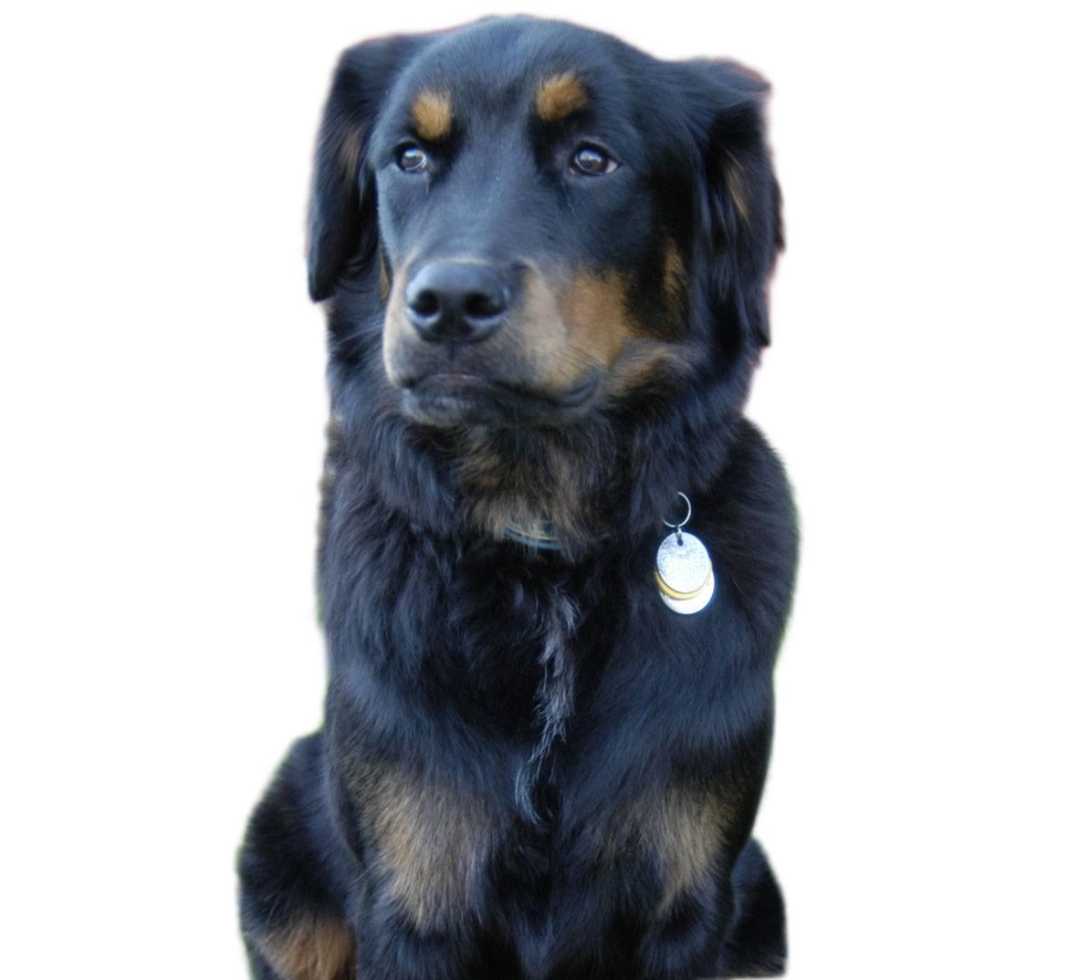 Labernese Breed