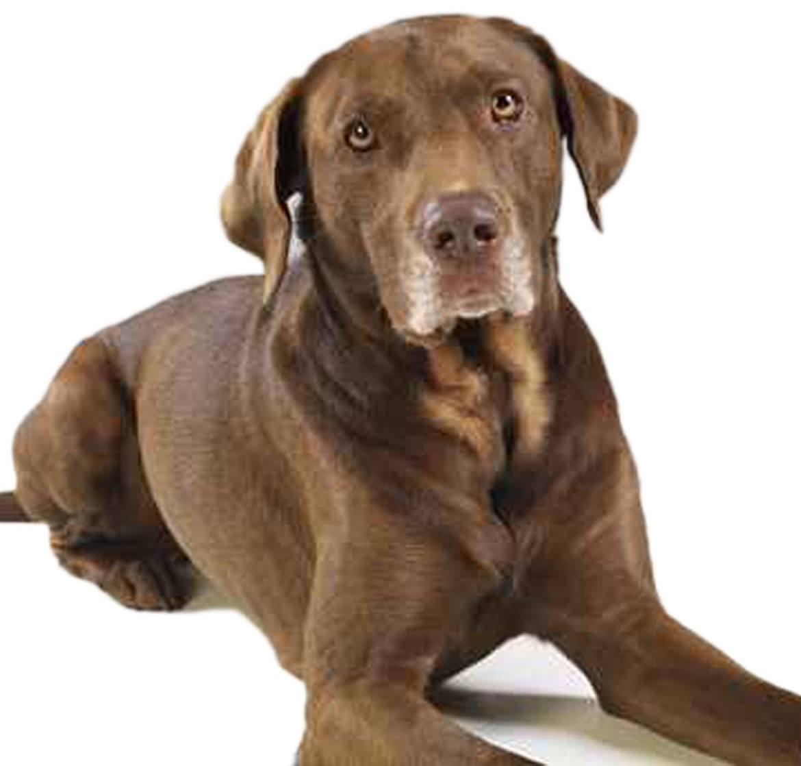 Labmaraner Breed