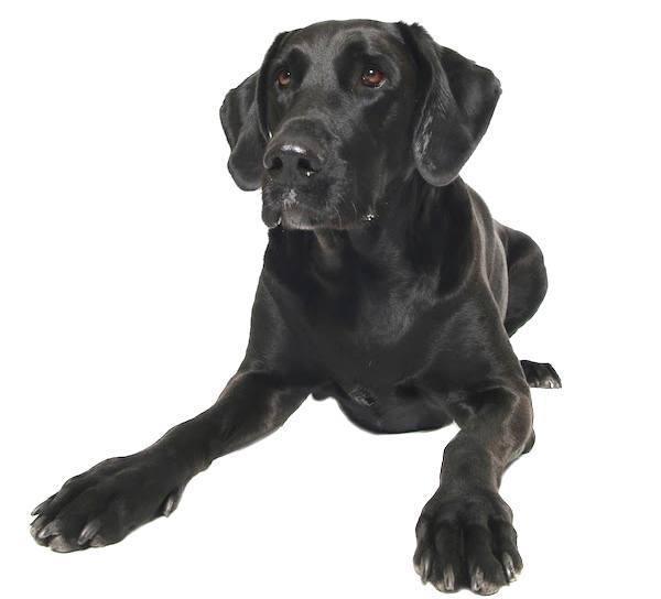 Labradane Breed