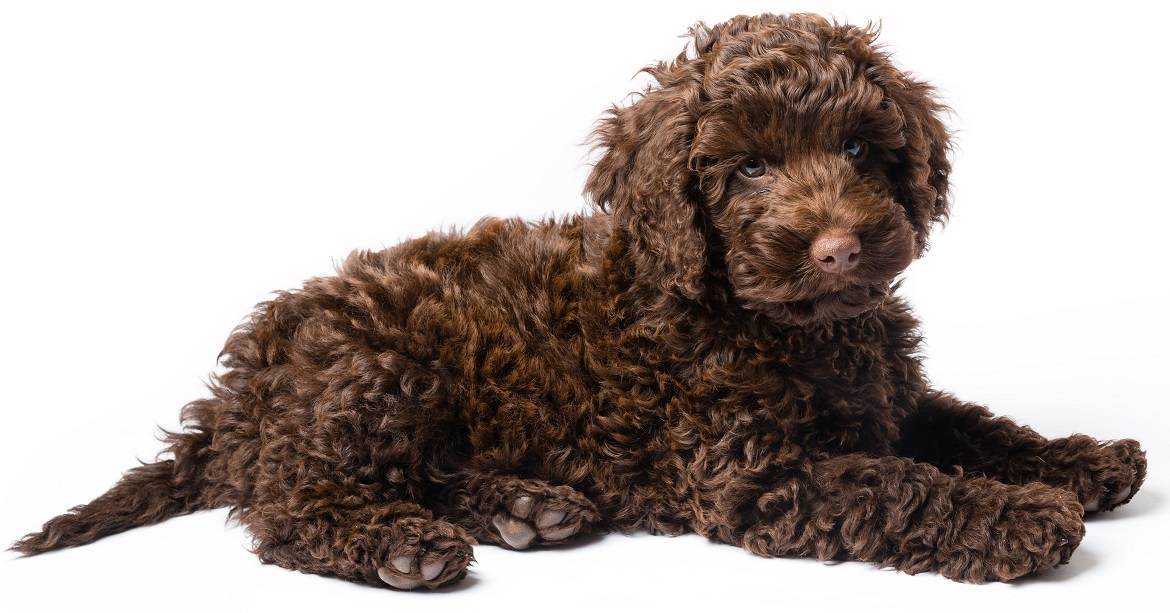 Miniature Labradoodle Breed