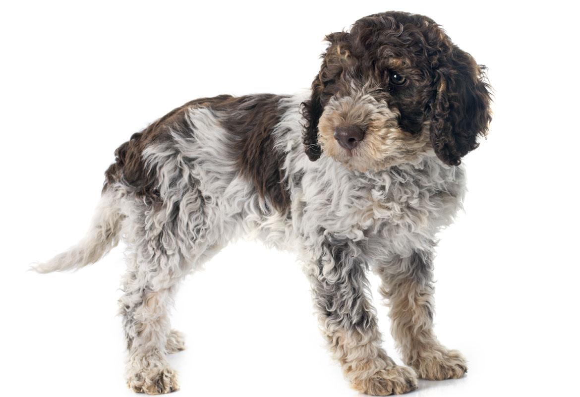 Lagotto Romagnolo Breed