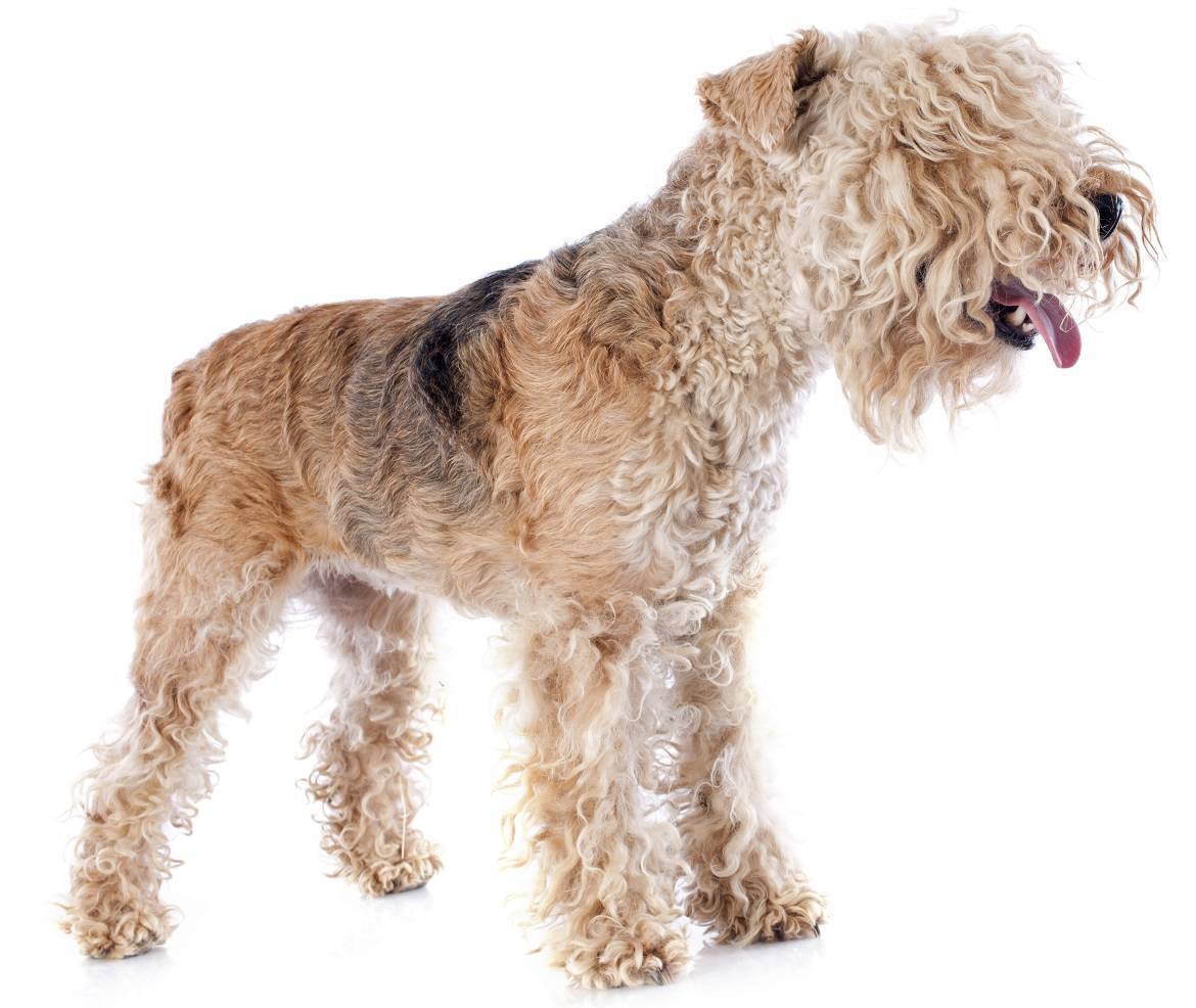 Lakeland Terrier Breed