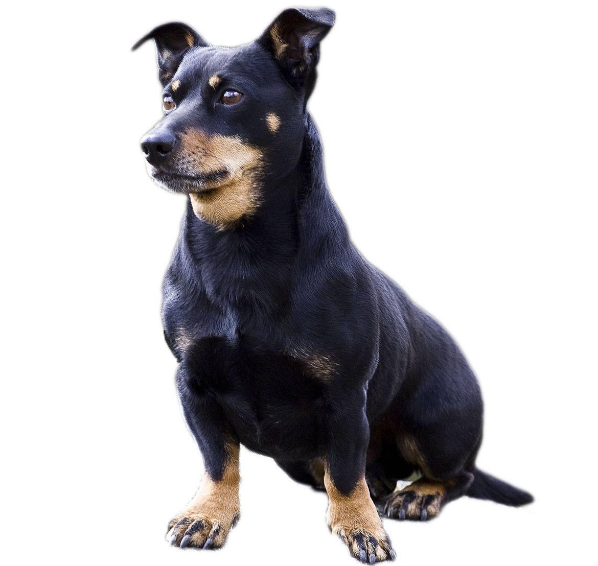 Lancashire Heeler Breed