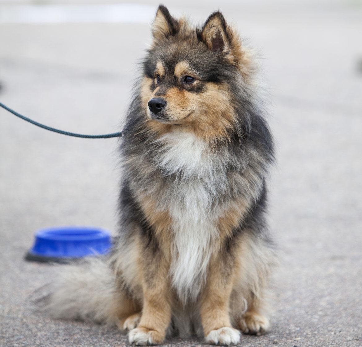 Lapponian Herder Breed