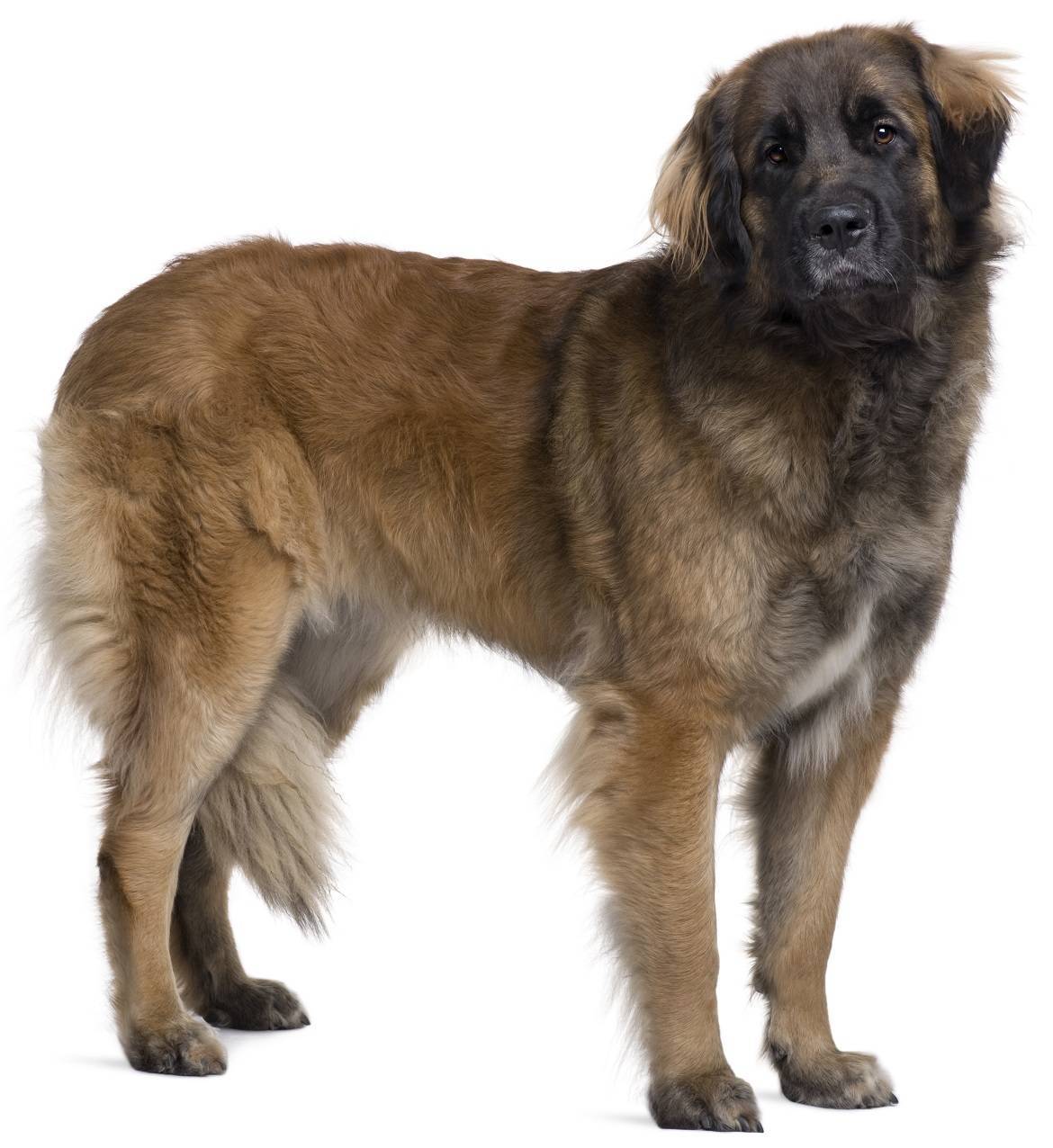 Leonberger Breed