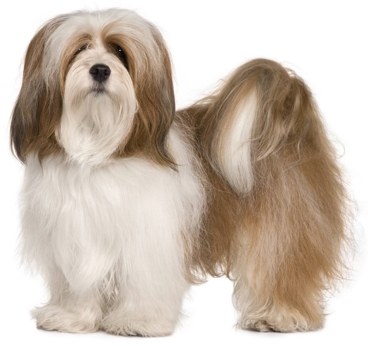 Lhasa Apso Breed