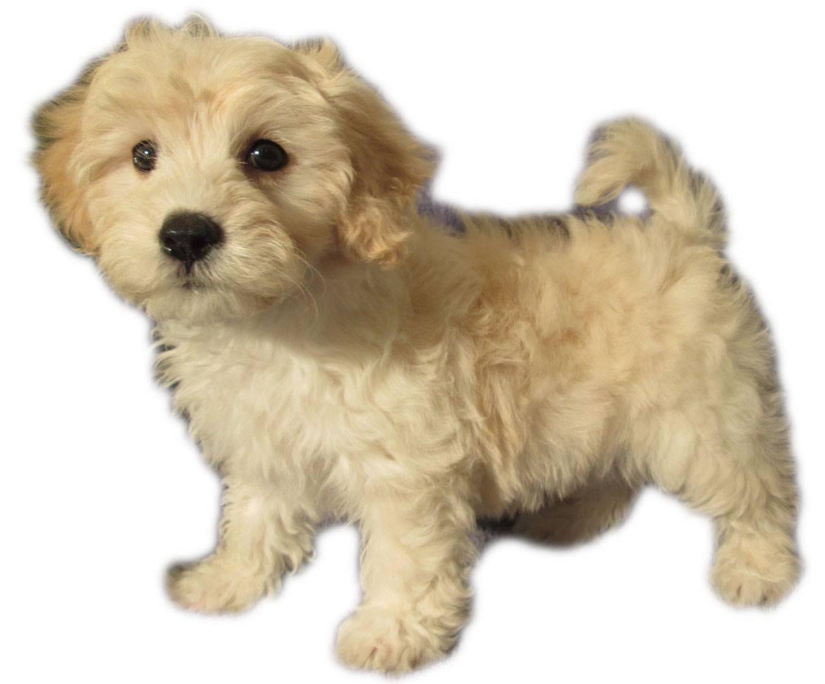 Lhasapoo Breed