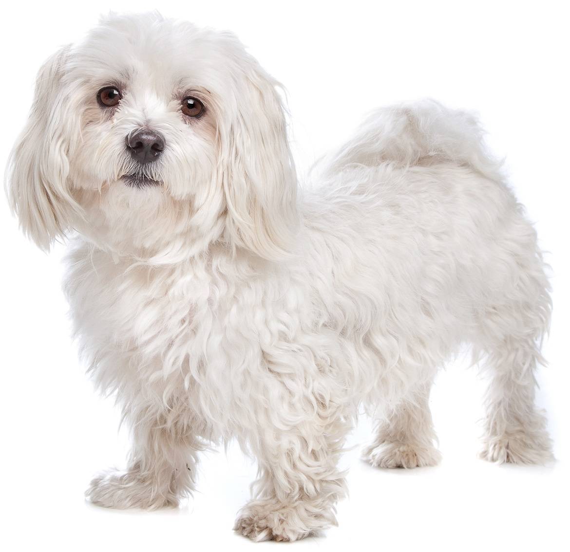 Maltese Breed