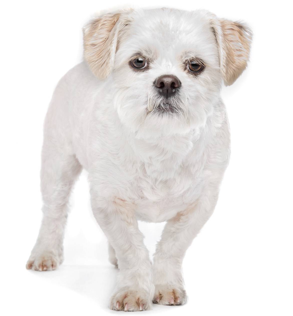 Maltese Shih Tzu Breed