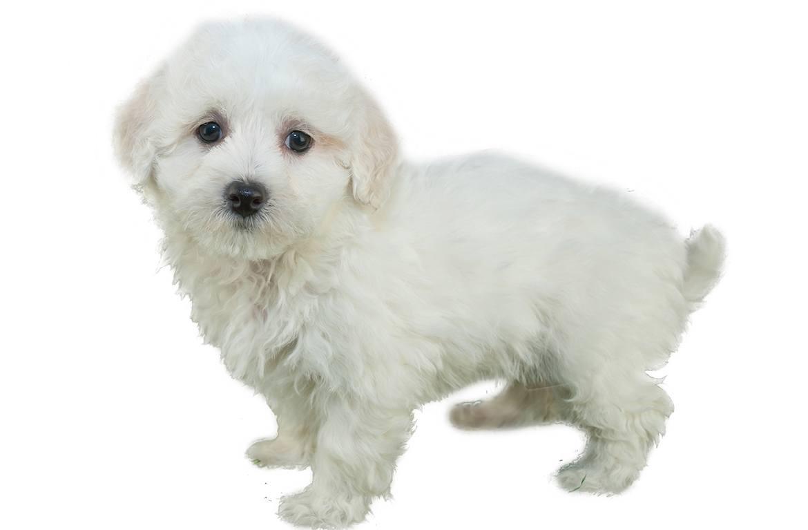 Maltipoo Breed