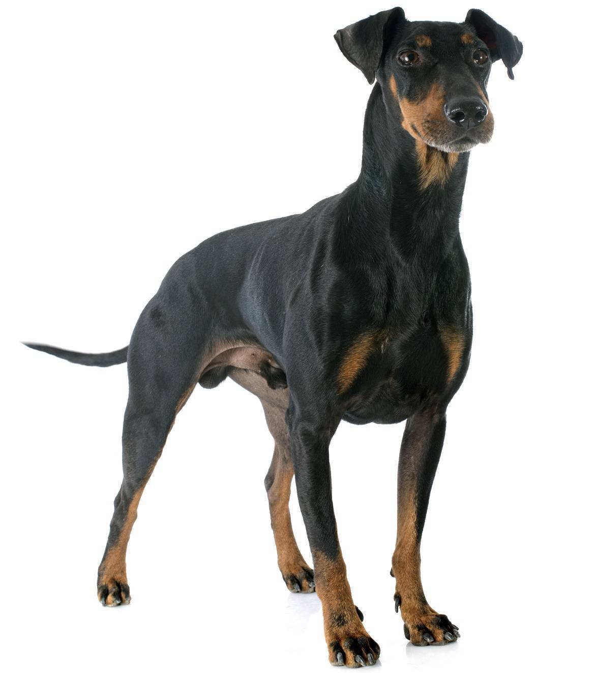 Manchester Terrier Breed