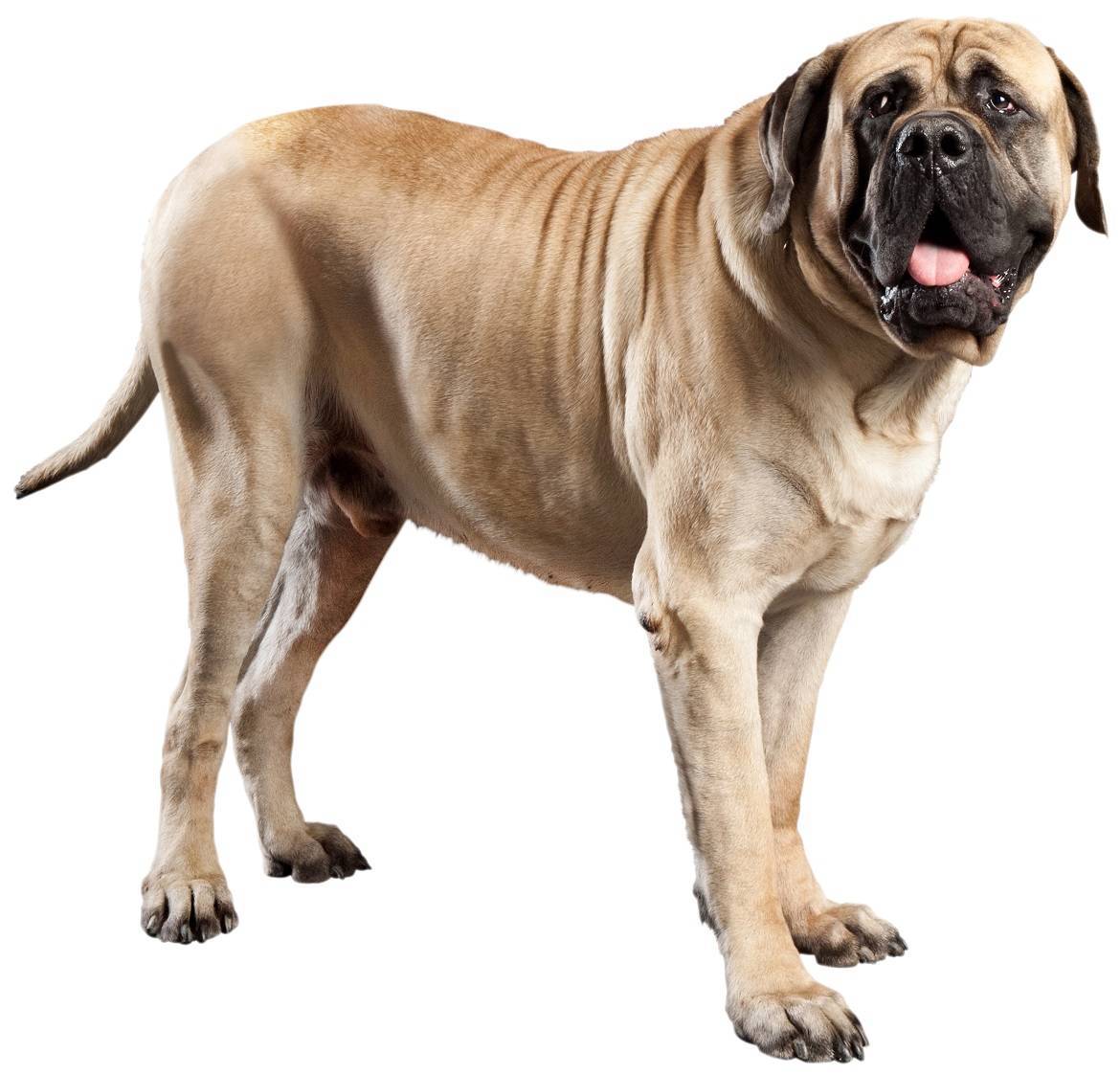 Mastiff Breed