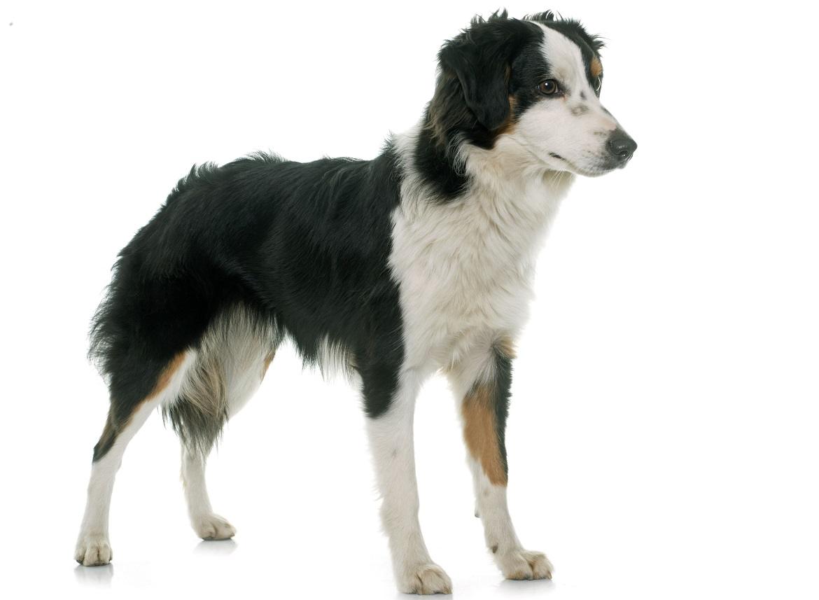 Miniature American Shepherd Breed