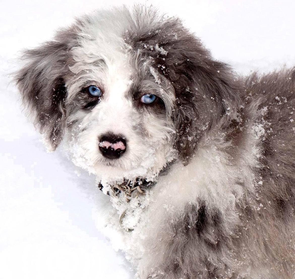 Miniature Aussiedoodle Breed