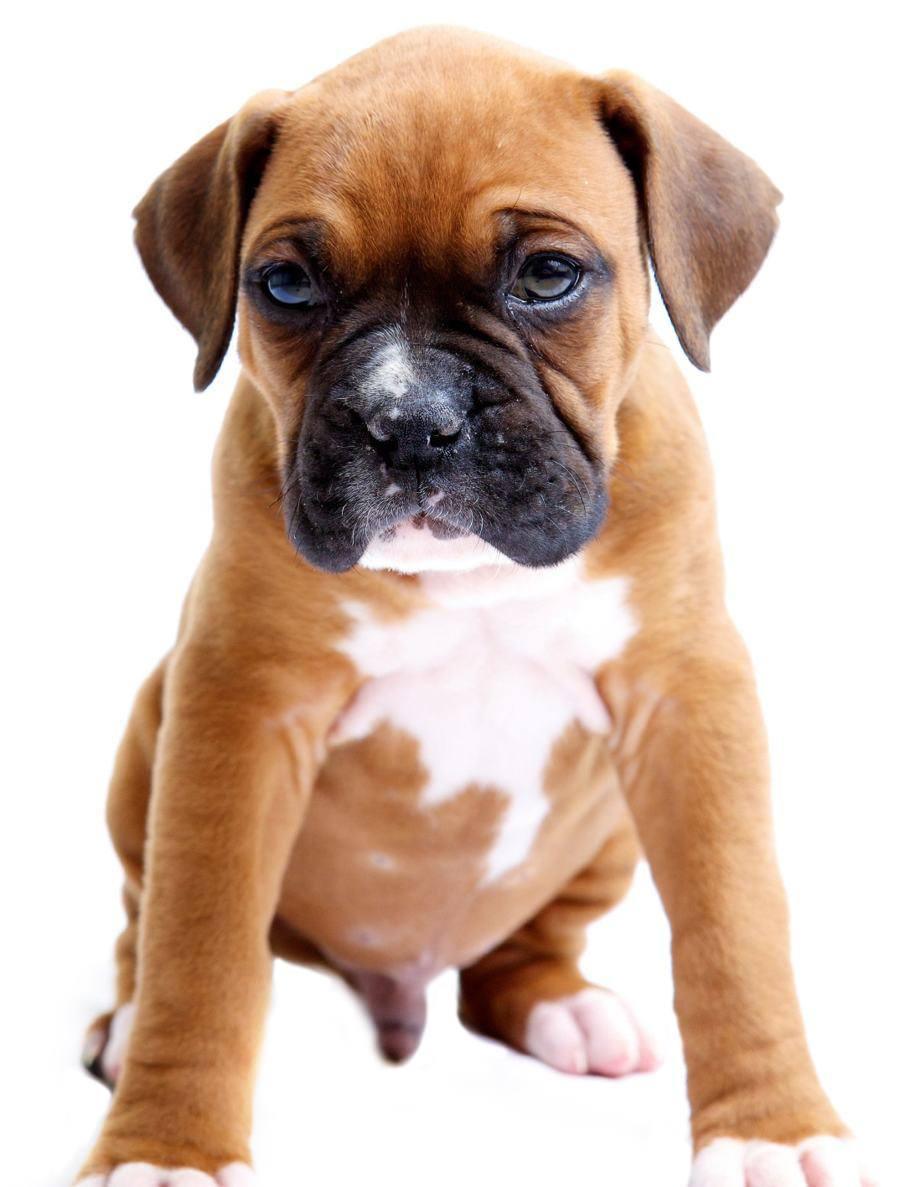 miniature boxer mix